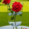 raniraya14