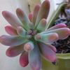 wet.your.plants