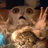 beep.the_meep