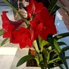 anhnguyen361983