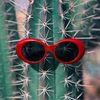 cactus_103878827