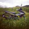 greycy81