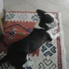 elviratripicchio