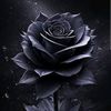 blackrose_290591