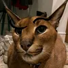 thatisabignonoo