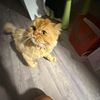 tausya_121617