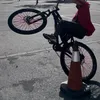 alizarbike