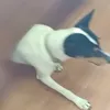 narfdl