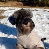 ozzy_the_schnauzer