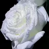 carmen.elizabeth.40