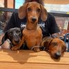 von_andher_hounds