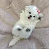 z1yiiiii