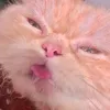 oinkoink0777