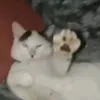 goudazovr