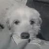 smulerrs