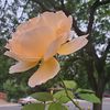 regencyroses