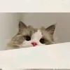 quynhvinea10