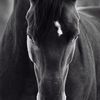 hamoud_aa