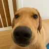 giakff
