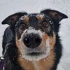 arctic_charlene