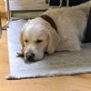 melitta_buddy