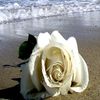 lord_beege