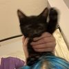 kittenuyz