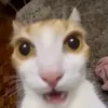 cuzcuzcomovoebom