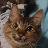 non_sugar_2