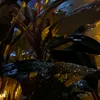 maguiresty