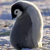 pinguinkutub_