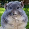 oba_ritit8