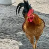 linhxeombp