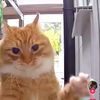 mohglester27