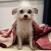 fuzzychihuahua