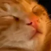 weldipsie