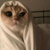 kucingmiawmiaw