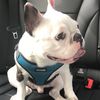 gino_822