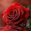uroojfatima6831
