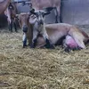 mimiagri81