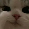 pandlii