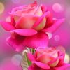 pearlrose_lily