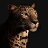 noor4_b4