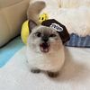 kitty.kitty__meow.meow