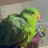 sam_and_birdss