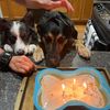 finn_theborderaussie