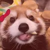 mstrshifu10