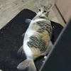 pipidastir_66