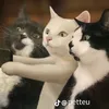 san_sii7