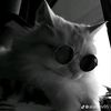win_cat
